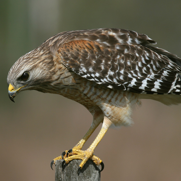 hawk2